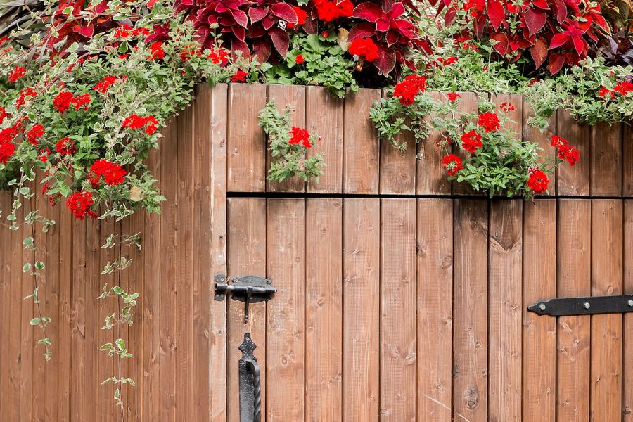 Cedar privacy fence and timber gate with red flowering plants in front